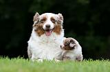 BERGER AUSTRALIEN - ADULT & PUPPY 102